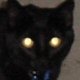 images/th_cats2002110807.jpg