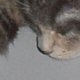 images/th_cats20030121001.jpg