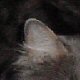 images/th_cats20030310001.jpg