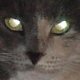 images/th_cats20030607007.jpg