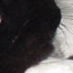 images/th_cats20030607009.jpg
