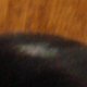images/th_cats20031103015.jpg
