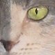 images/th_cats20031103019.jpg