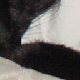 images/th_cats2003121801.jpg