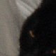 images/th_cats2003121802.jpg