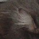 images/th_cats2004020904.jpg