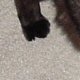images/th_cats2004062301.jpg