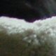 images/th_cats2004070101.jpg