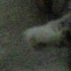images/th_cats2004071301.jpg