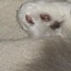 images/th_cats2004100801.jpg