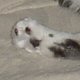 images/th_cats2004100802.jpg
